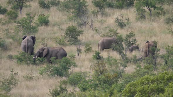 Herd of elephants in Pilanesberg Game Reserve 