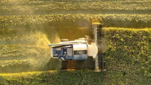 Aerial view of combine harvester harvesting large golden ripe wheat field. Agriculture from drone