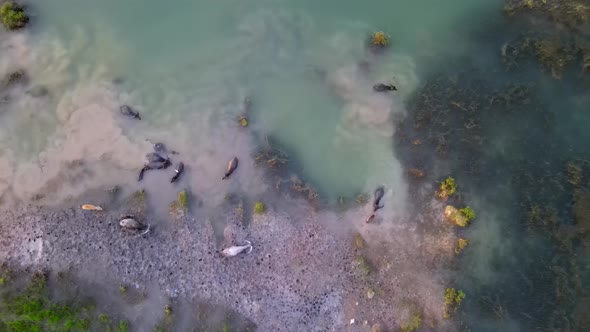 Aerial view look down buffaloes in water