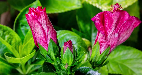 Close up time lapse of a blooming violet hibiscus flower