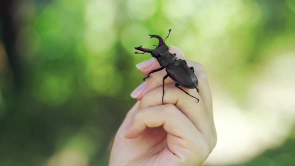 Big Horned Beetle