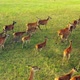 Deer Wild Animal Horse Nature Wildlife Green Roe Crowd Run - VideoHive Item for Sale
