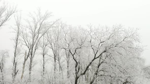 Black Trees in a White Fog