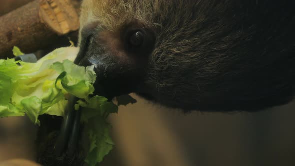 Close-up of a sloth eating lettuce, brazil.