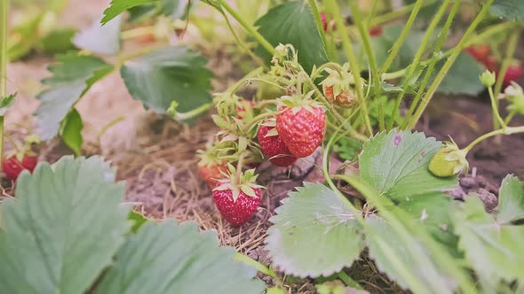 Caucasian Male Hand is Picking Red and Ripe Strawberry Fruit on the Bush