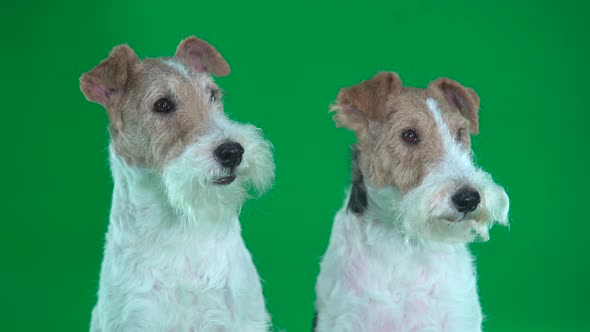 Two Fox Terriers Close Up. Green Screen