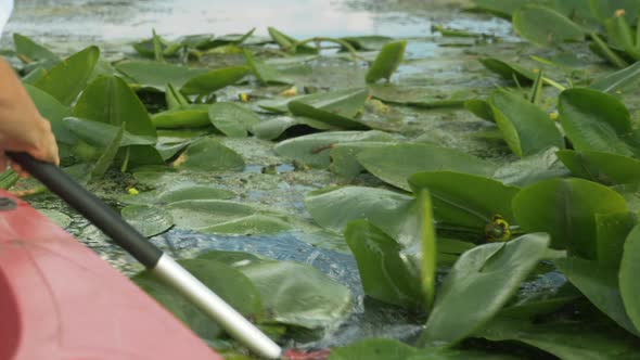 Kayak paddle is immersing in river water with lotus flowers. Oar is paddling in water.