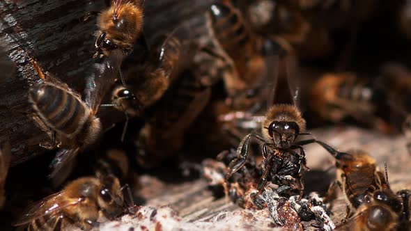 European Honey Bee, apis mellifera, Bees standing at the Entrance of The Hive