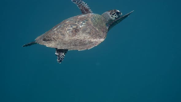 Hawksbill Sea Turtle Slowly Swimming in Blue Water Through Sunlight Try to Find Food on Coral Reef