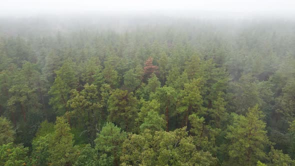 Fog in the Forest Aerial View