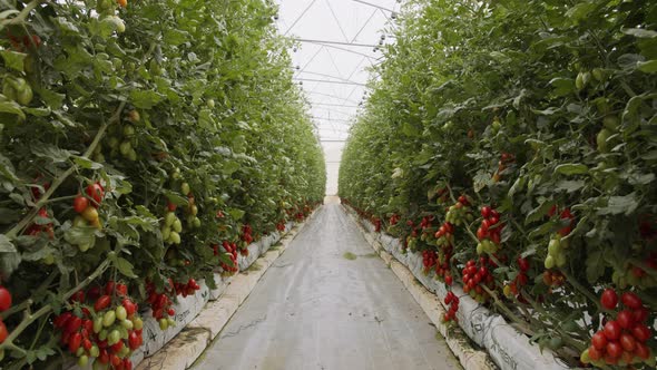 Tomato plants growing in a large scale greenhouse under controlled conditions