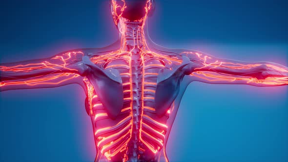 Blood Vessels of Human Body alt