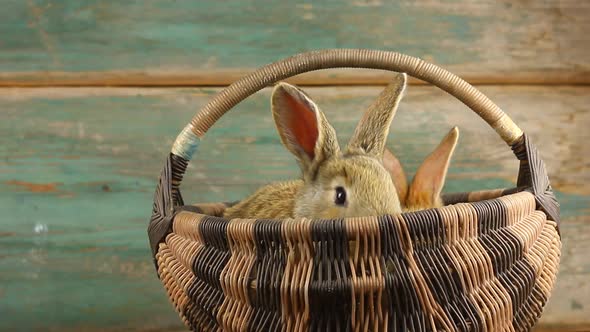 Two Cute Fluffy Affectionate Brown Bunnies Sit in a Wicker Basket and Wiggle Their Ears