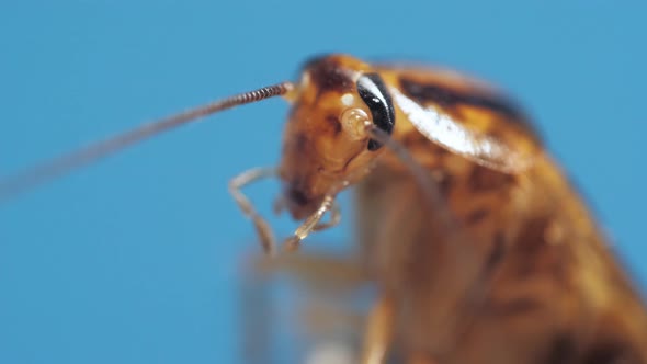 Macro View of Brown Cockroach Moving Its Legs and Antennas on Blue Background