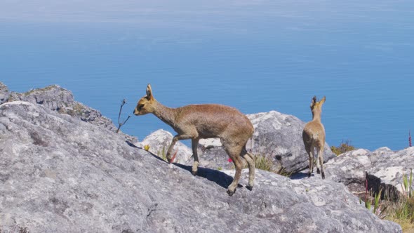 A Pair of Klipspringer Antelopes in Natural Habitat Table Mountain South Africa