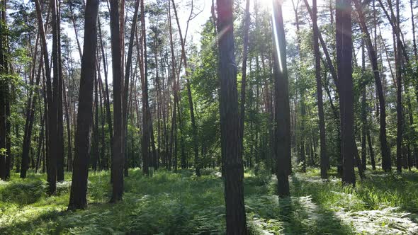 Beautiful Green Forest on a Summer Day Slow Motion