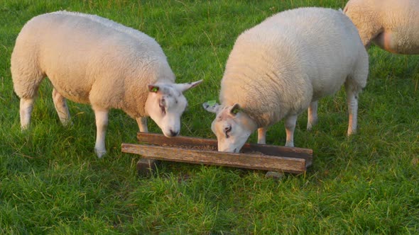 two lambs eating and a third lamb joins them