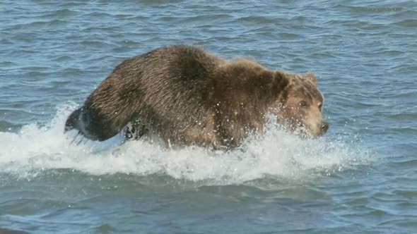 Brown Bear Hunts for Salmon