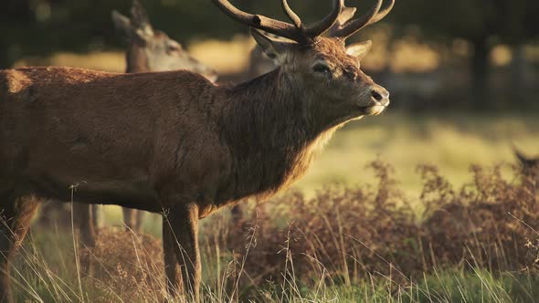 Male Red Deer Stag (cervus elaphus) during deer rut at sunset in beautiful golden sun light in fern 