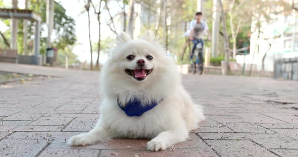 White pomeranian at outdoor street