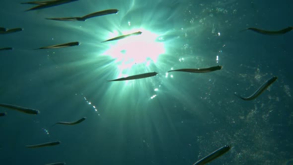 Close up underwater view of fish group swimming under surface of clear seawater with sunbeams over s