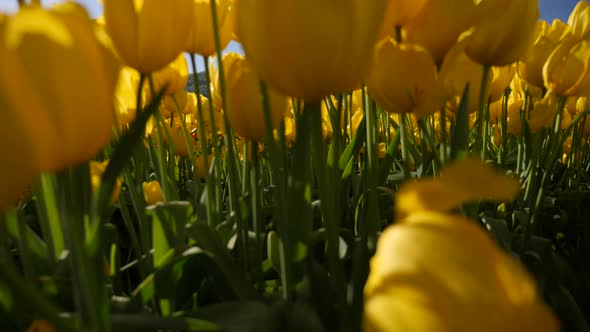 Yellow tulip flowers growing in a field.