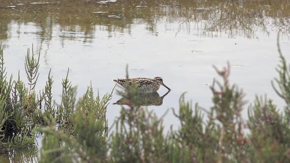 A Woodcock Bird Sitting Alone in the Lake Water