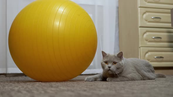 Gray British Cat Hiding in an Ambush Near the Big Yellow Fitness Ball