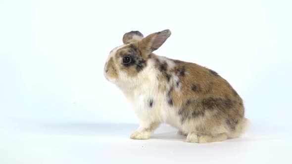 Cute Three Colored Rabbit Stands Up on Two Legs and Sniffing and on White Background at Studio. Slow