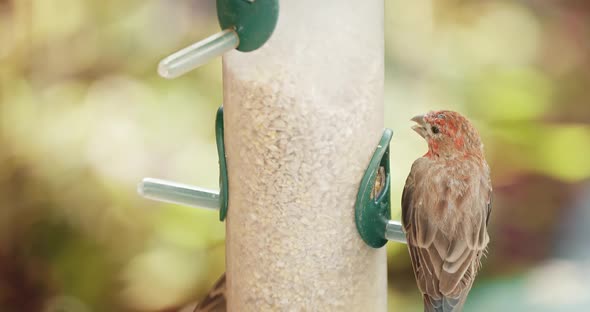 Small Red Head Sparrow Sits on Bird Feeder in the Green Garden