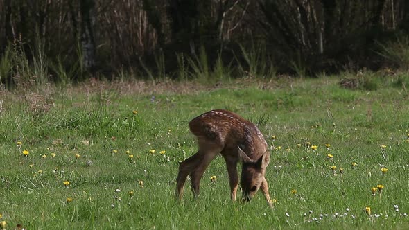 975051 Roe Deer, capreolus capreolus, Fawn in Blooming Meadow, Normandy, Real Time