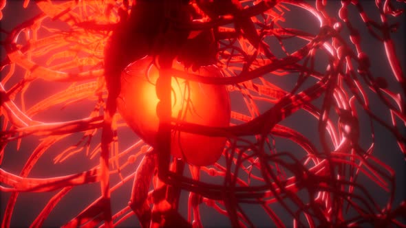 Blood Vessel System and Heart alt