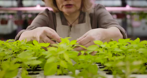 Unrecognizable Caucasian Senior Woman Touching Green Leaves and Talking To Seedlings in Pots in