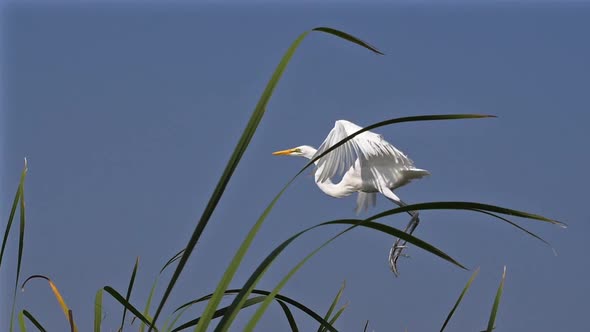 980367 Great White Egret, egretta alba, Adult in flight, Baringo Lake in Kenya, slow motion