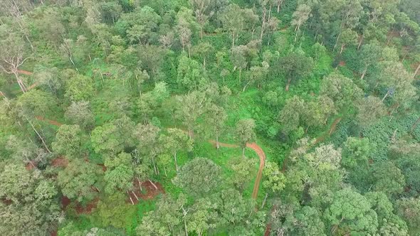 Aerial view Cardamom farming,Asian rain forest,Trees,Growing,India,Farmland