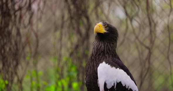 Steller's Sea Eagle Haliaeetus Pelagicus