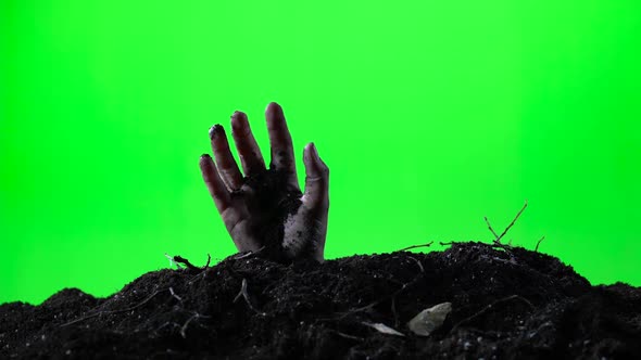 Zombie Woman Hand Emerging From the Ground Grave. Halloween Concept. Green Screen. 003