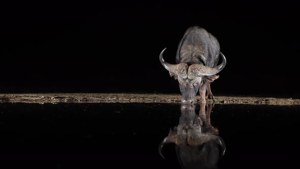 Dramatic light: Reflection of Cape Buffalo drinking from pond at night