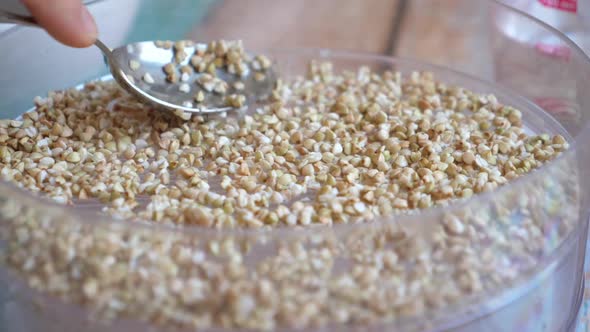 Sprouting Buckwheat in a Special Sprouter