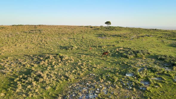 Foal And Horses Grazing In Field On Clear Day, Aerial Dolly In