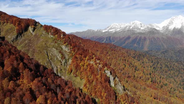 Drone Shot Flying Over Autumn Trees in Alpine Landscape Against High Rocky Mountains with Snowy