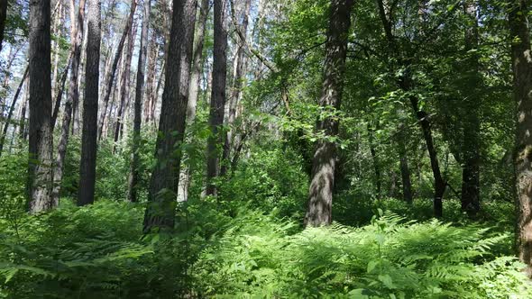 Trees in the Forest By Summer Day