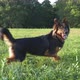 A cheerful dog on the grass is playing with a toy. Eager to throw a freesbee or a ball. - VideoHive Item for Sale