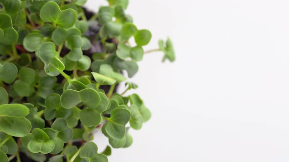 Close-up of young radish microgreen sprouts growing on an earth lump