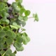 Close-up of young radish microgreen sprouts growing on an earth lump - VideoHive Item for Sale