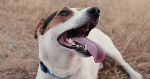 Jack Russell Breathing Hard with His Tongue Out