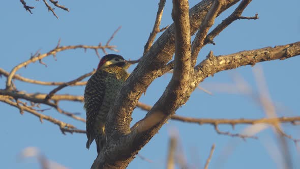 Low angle view of a Golden-breasted Woodpecker perched on a tree branch at dusk.