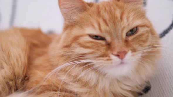 Cute Ginger Cat Has a Nap on White Couch. Fluffy Pet Purring with Pleasure. Cozy Home.