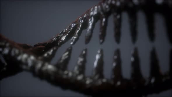 DNA Molecule on the Grey Background