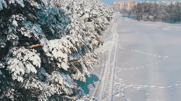 Aerial View on Winter Pine Forest and Snow Path on a Sunny Day